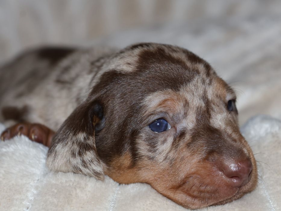 Jamnik Miniaturowy Piesek Choco Merle