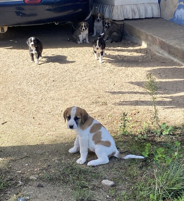 Cachorros para adoção