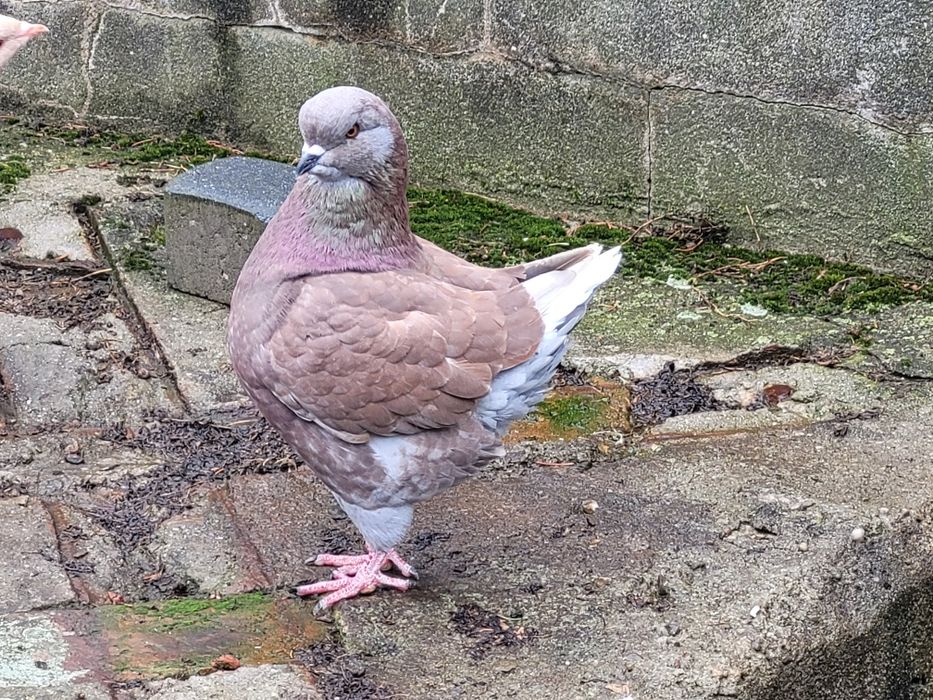 Gołąb gołębie king kingi