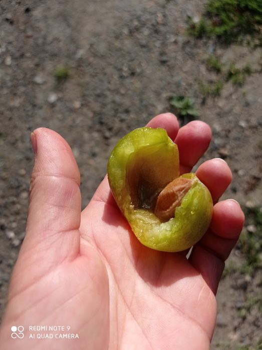 Sprzedam drzewka ,śliwka stara odmiana