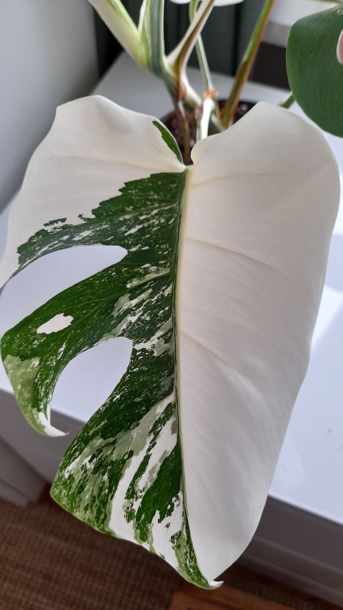 Monstera dziurawa 'Variegata' ( Monstera delicosa 'Variegata) 50cm