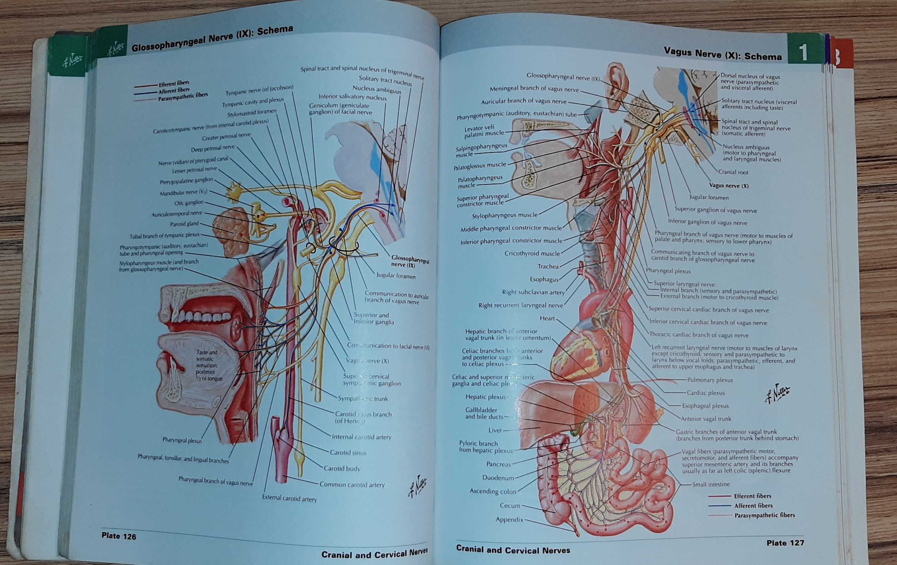 Энциклопедия Atlas of human anatomy  учебник підручник медицина