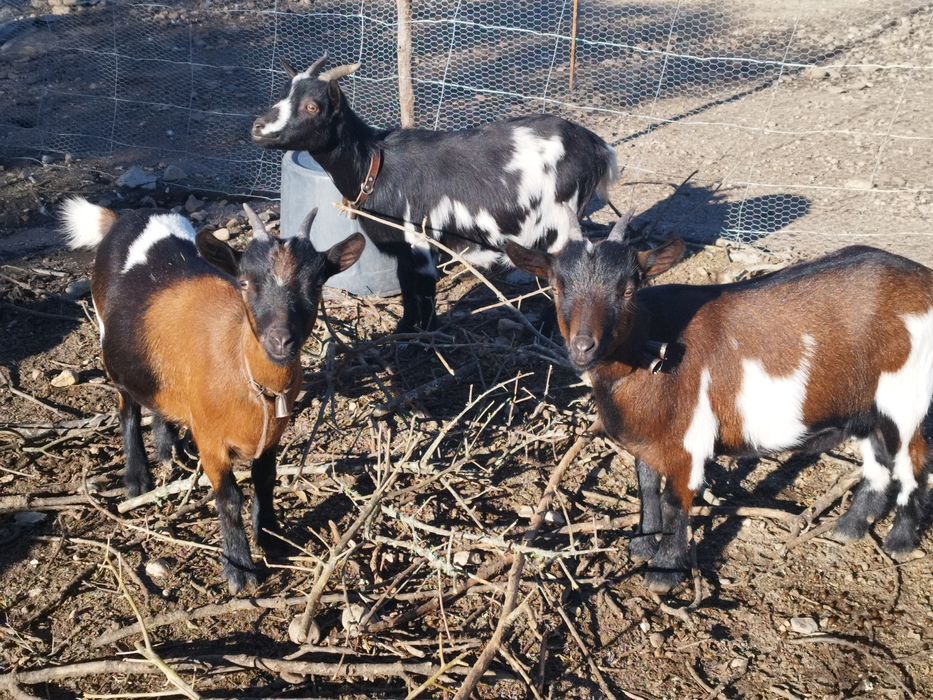 Cabrinhas anãs  para  companhia