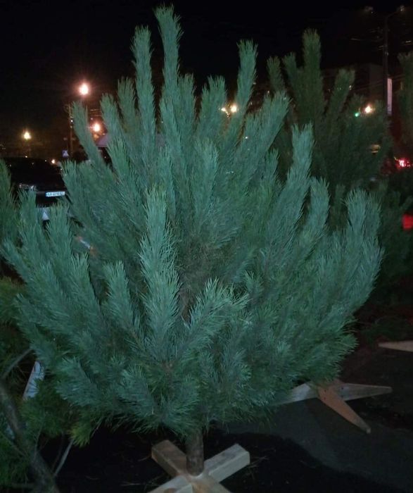 Сосна новорічна Опт