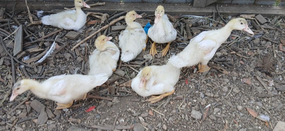 Patos mudos vários tamanhos