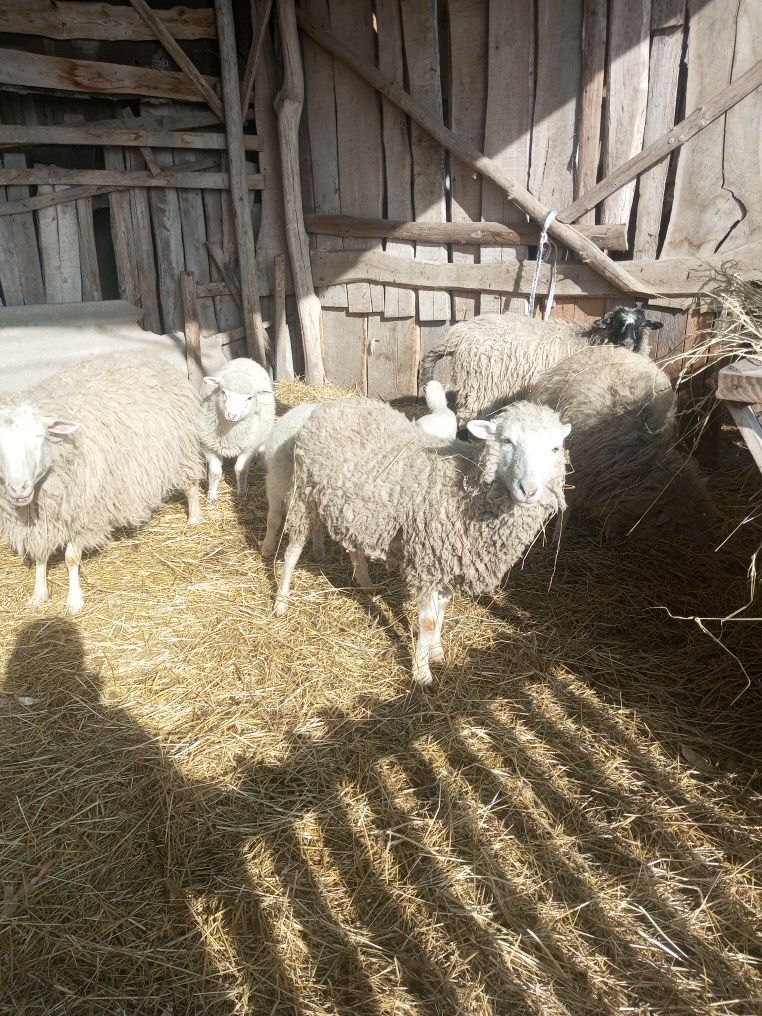 Продам вівці з малими