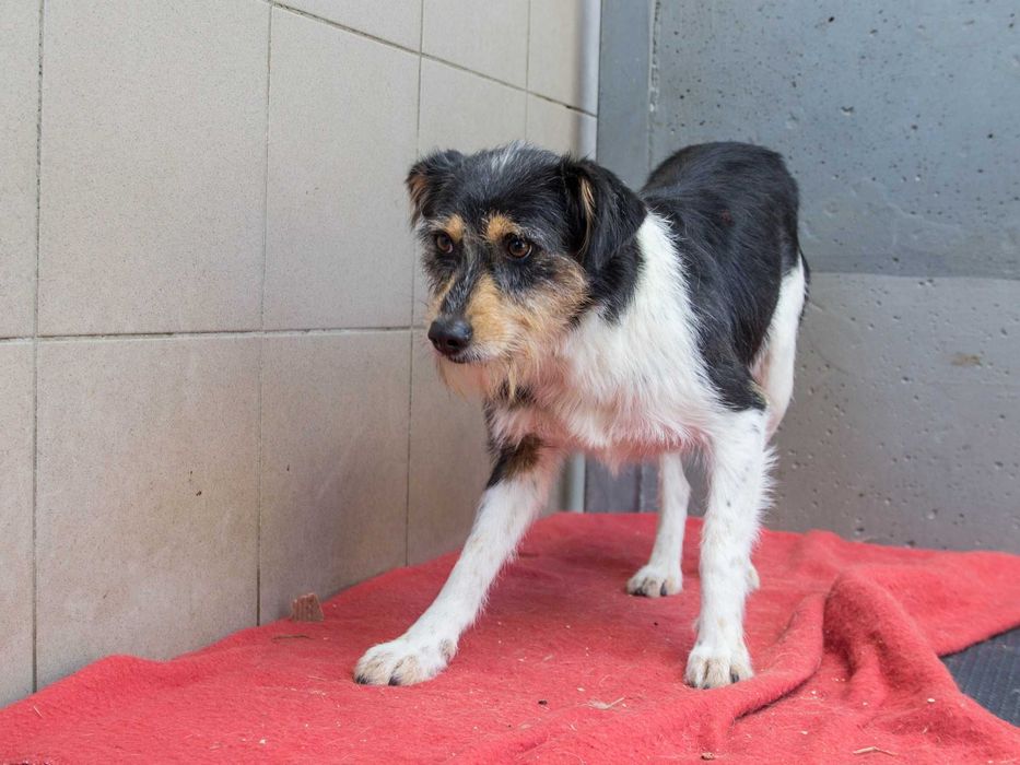 Amber - kilkuletnia i kudłata suczka