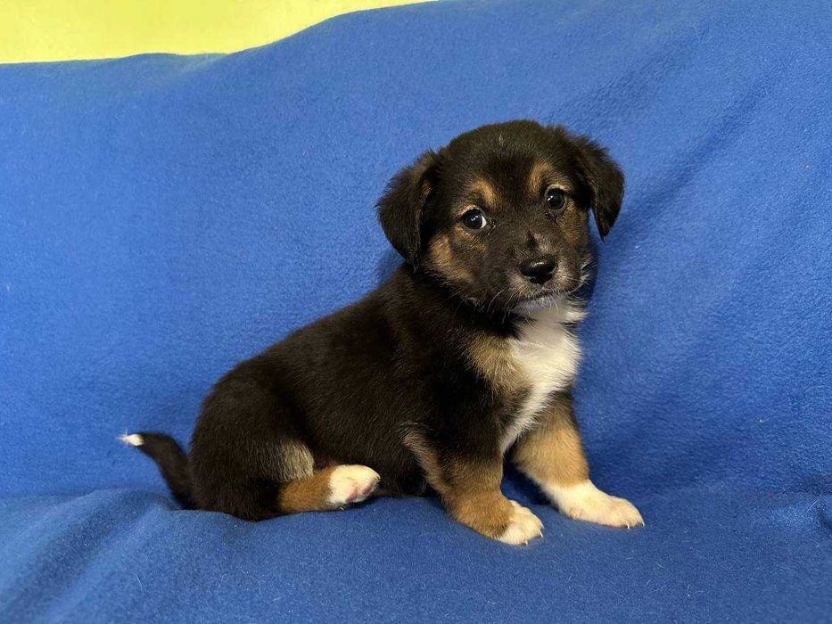 Цуценя, 1,5 місяці, хлопчик в найкращі ручки