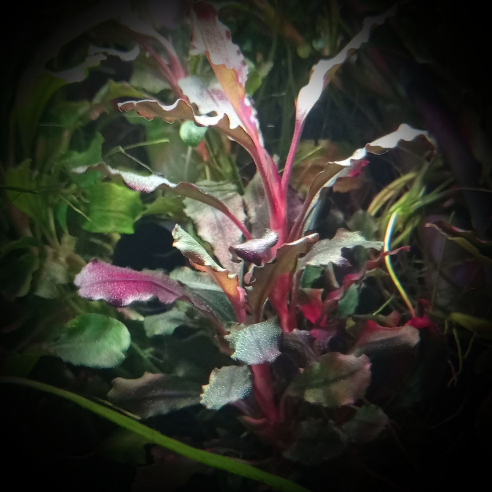Bucephalandra theia brown, akwarium, rośliny akwariowe, akwarystyka