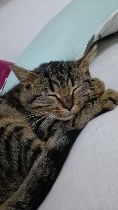 Oddam kotka w dobre ręce