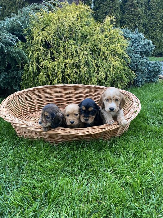 Szczeniak Cocker Spaniel Suczka