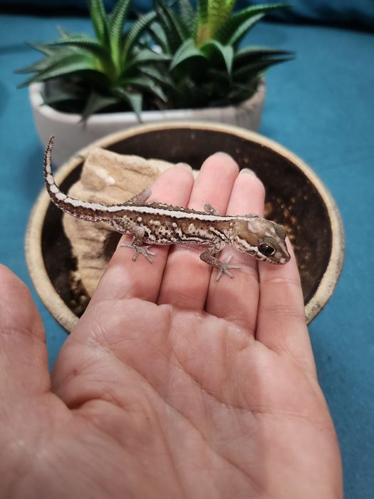 Gekon madagaskarski, Paroedura Picta