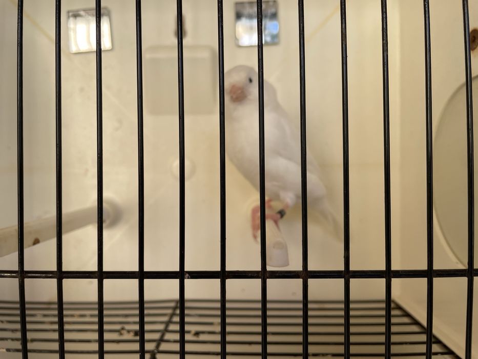 Canario branco recisivo