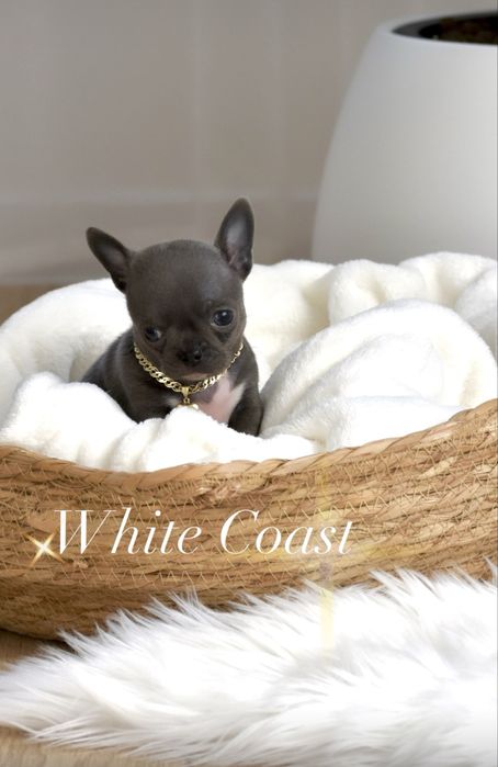 cudny niebieski piesek chihuahua xxs