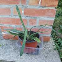 46. Gasteria duża