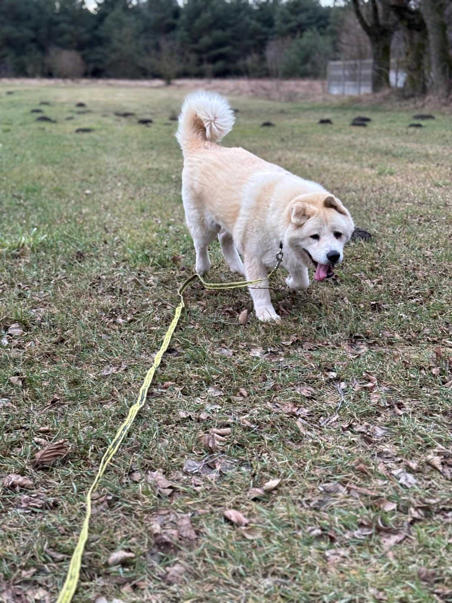 Gaja - Akita w Potrzebie
