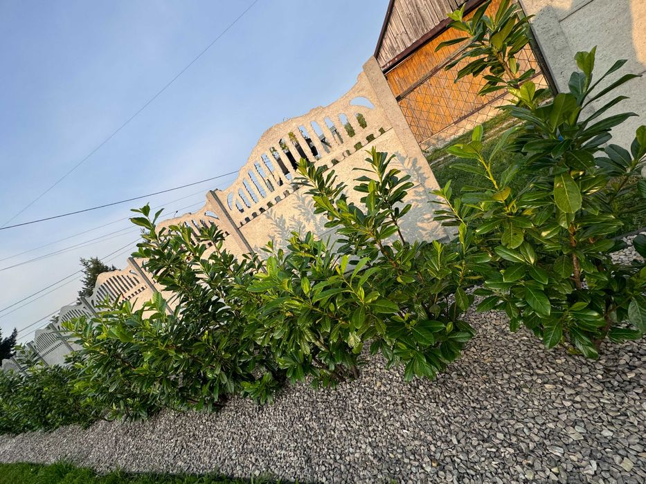 Laurowiśnia Novita sadzonki na żywopłot 100-130cm 3krotnie cięte