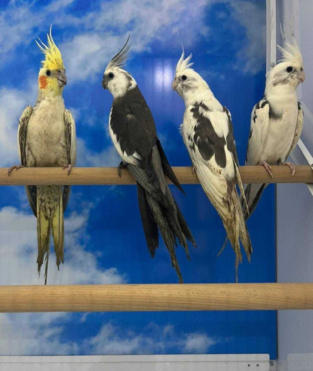 Пташенята папуг Корелл у продажу