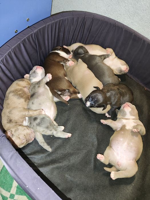 Щенки американского булли готовятся к переезду