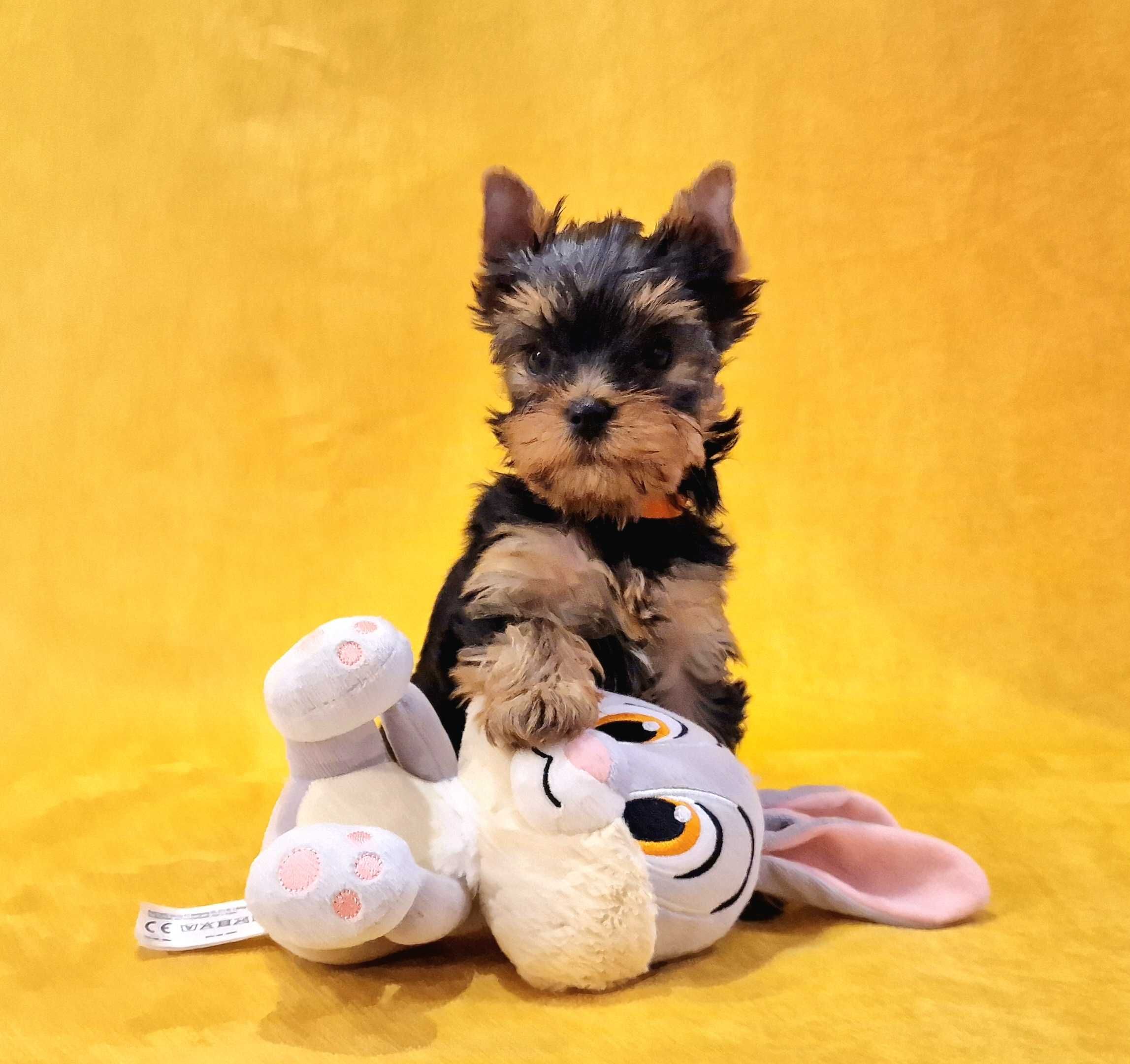 York, Yorkshire terrier - ZKwP (FCI) GWARANCJA pochodzenia rasy !