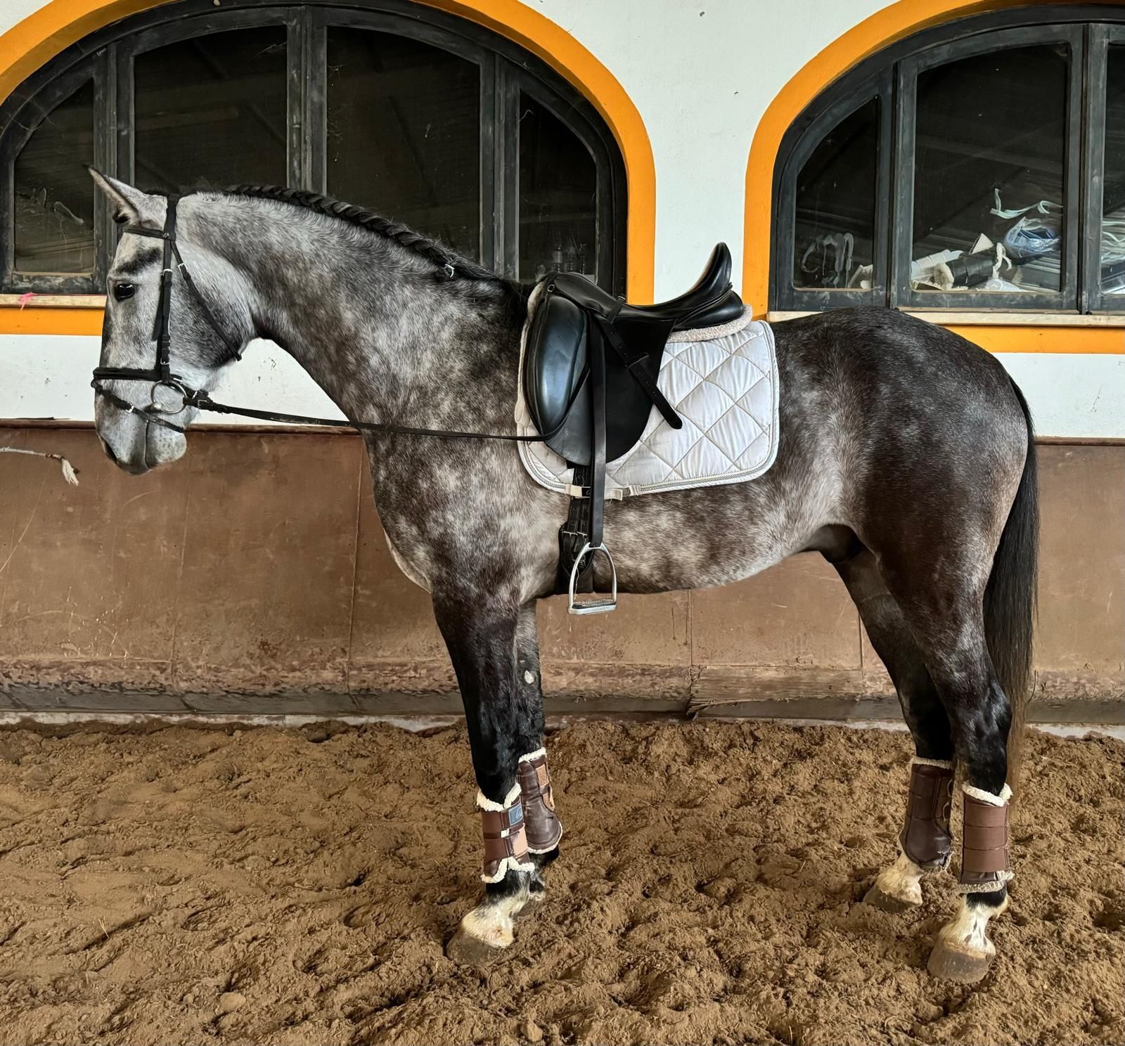 Poldro  lusitano