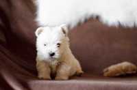West Hihland White Terrier piesek