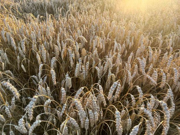Пшениця зерно