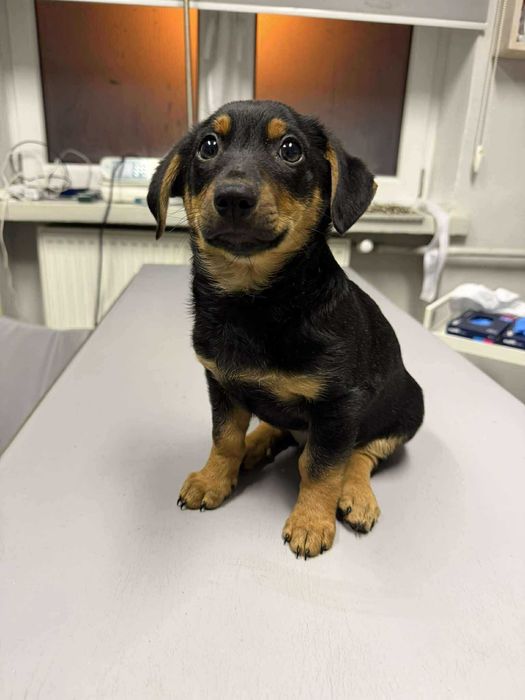 Romek i Atomek - urocze, małe szczeniaki szukają domów!