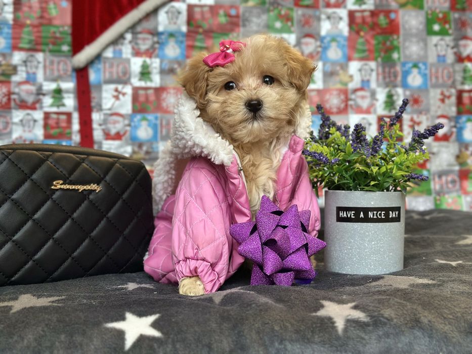 Мальтіпу мальтипу найкращі друзі «