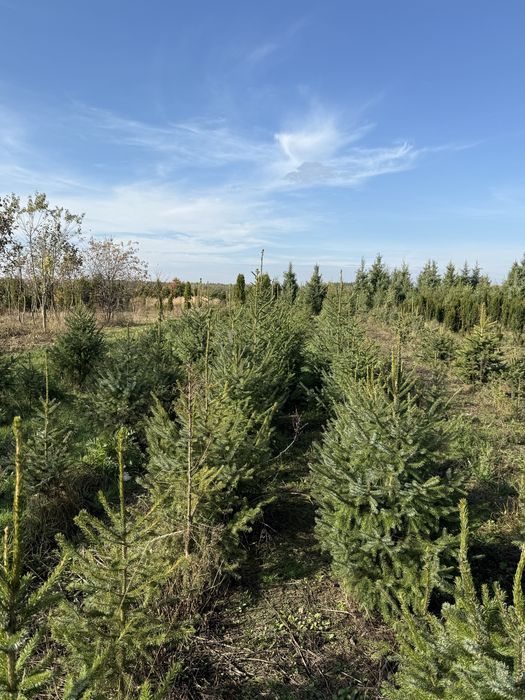 Świerk Serbski (Picea Omorica) 80/100 cm