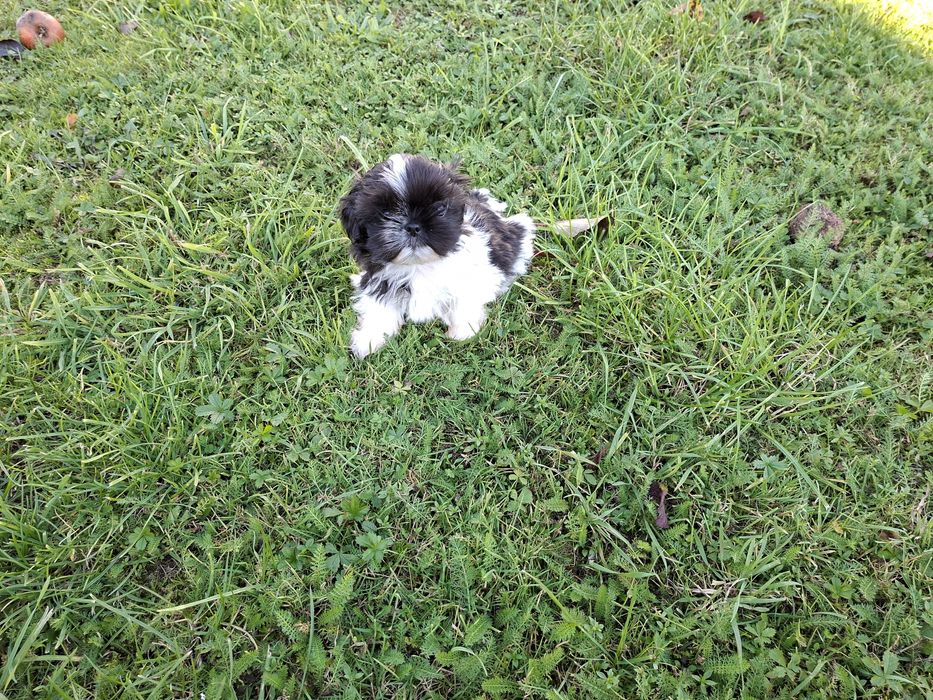 Shih-tzu mały Piesio