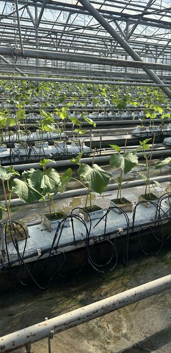 Maty kokosowe 5 letnie za darmo