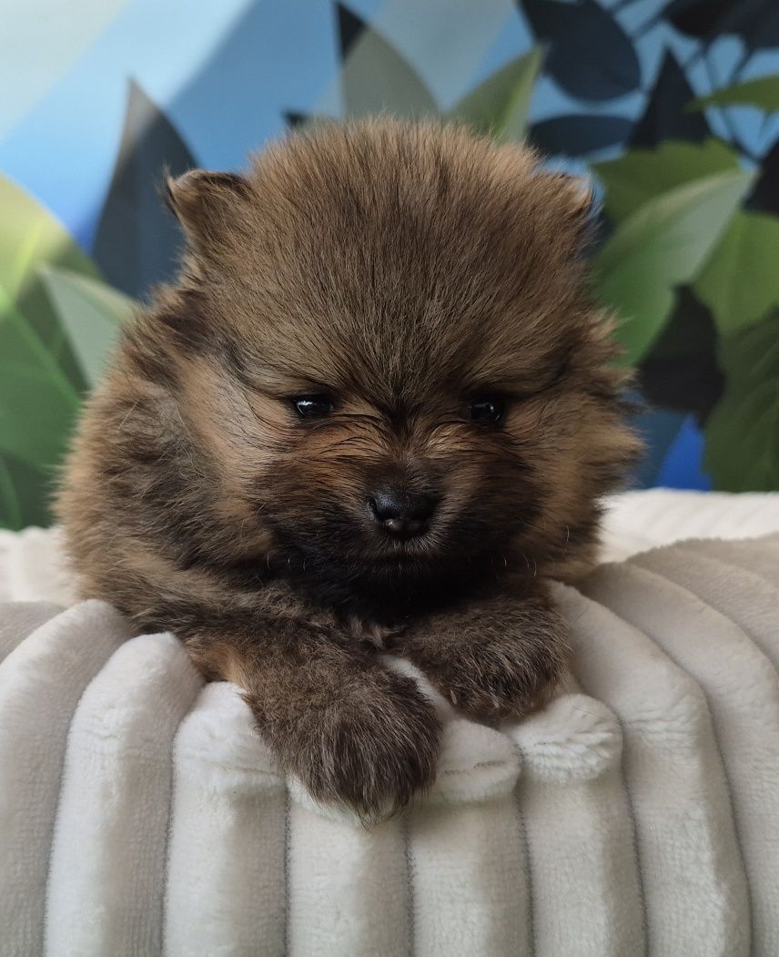 pomeranian szpic miniaturowy chłopiec dostępny do rezerwacji