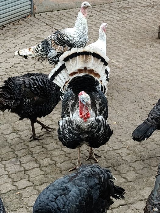 Indyki Indory Staropolskie