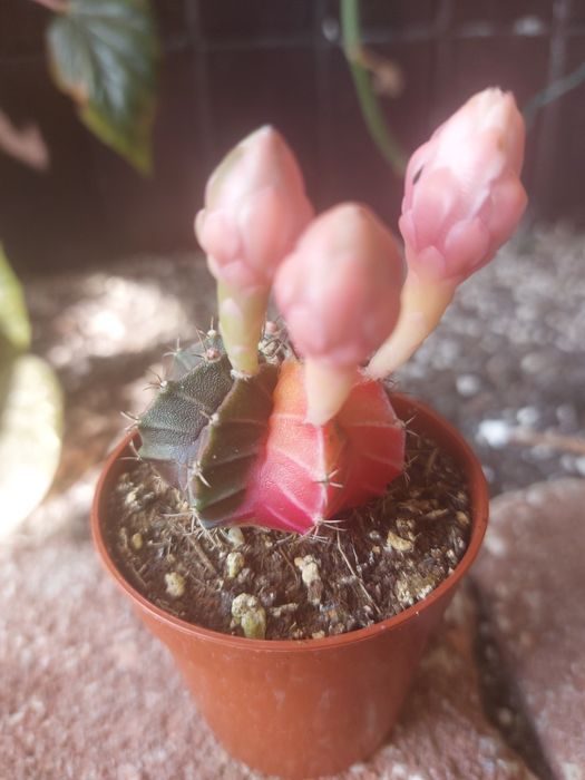 Catos Gymnocalycium coloridos em vasos de tamanho 5.5