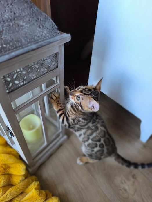 Kotka/Bengalski/Rodowód/FPL/FiFe/Gotowa do odbioru