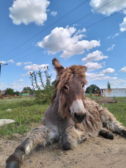 Ośliczka, osioł, oślica