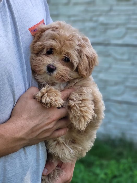 Самі кращі цуценята мальтіпу ф1 мальтипу.  Телефонуйте,  пишіть. Розпо