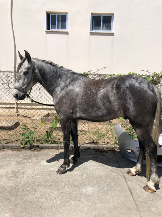 Cavalo novo com 5 anos