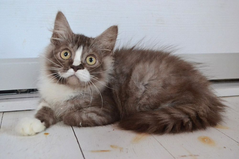 Благородный Атос