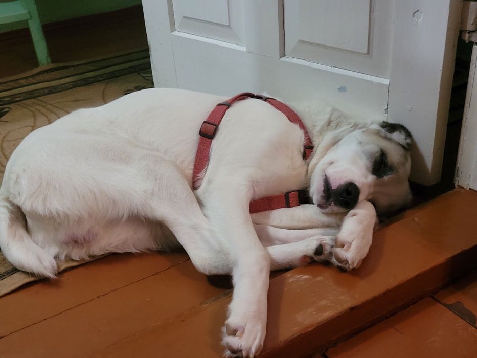 Молодий пес алабай