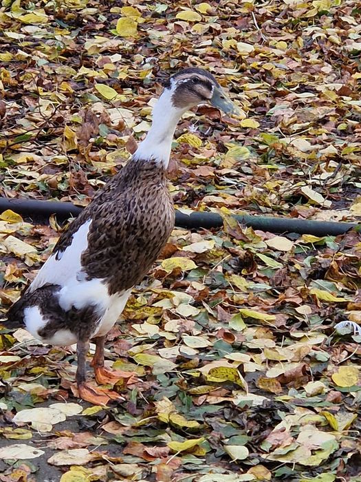 Kaczki biegusy indyjskie