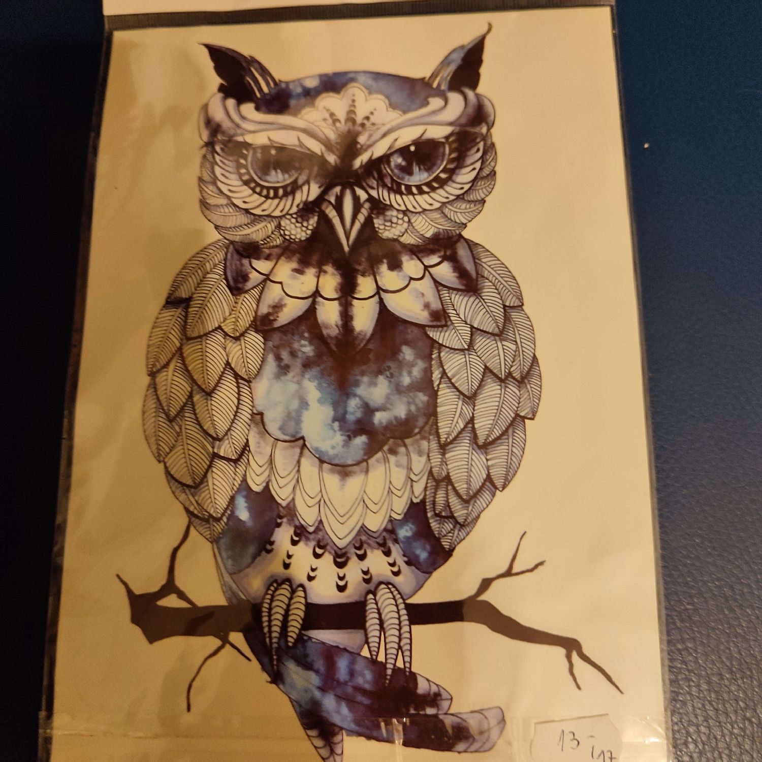 Piękna sowa, nowa