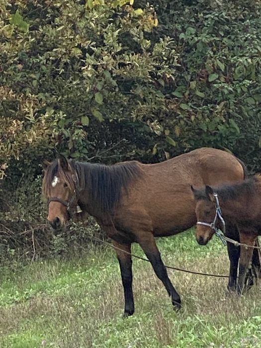 Cavalo garrano manso