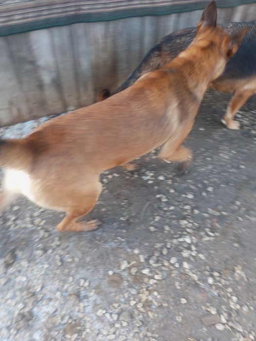 Вязка бельгійської вівчарки малінуа