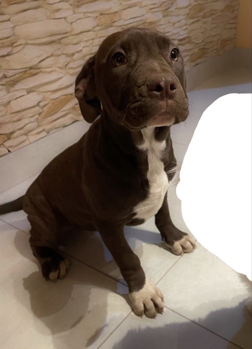 American Pit Bull Terrier - Red nose