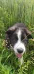 Border collie szczeniak