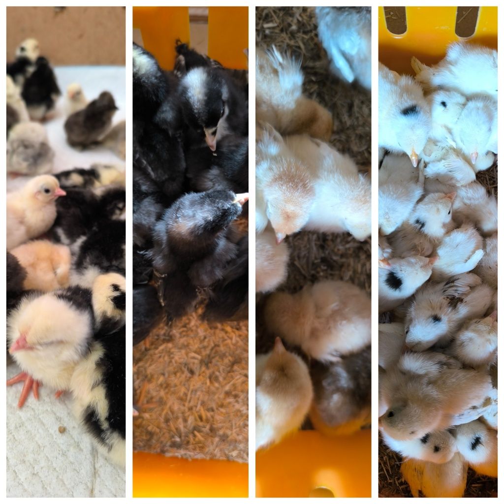 Pisklęta tęczanki, silki, szabo, karzełka kochina z 24 maja i 3 czerwc