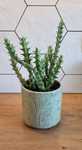 Roślina doniczkowa Orbea Stapelia Huernia Gwiazda szeryfa