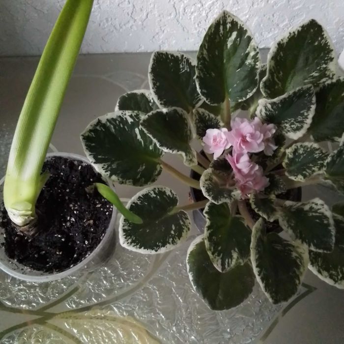 Сенполія фіалка  200грн.